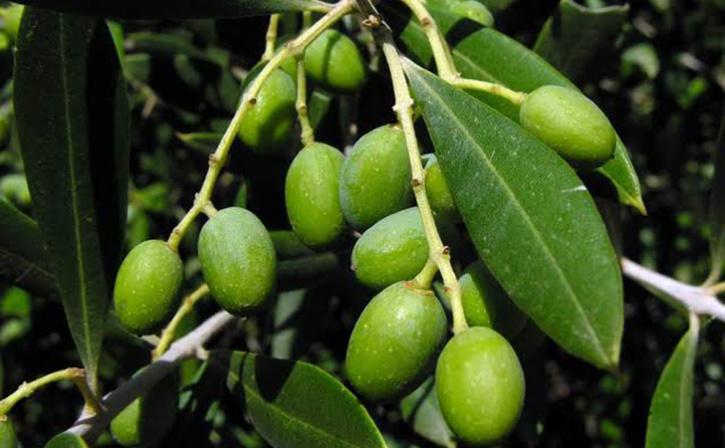 A Day In The Life Of An Olive Farmer In Kashmir: How They're Trying To ...