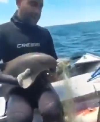 Man rescues dolphin