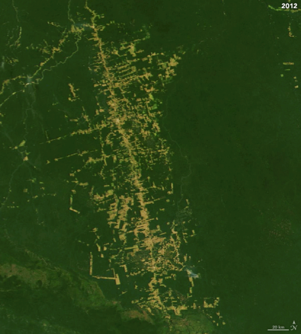 Amazon forest destruction