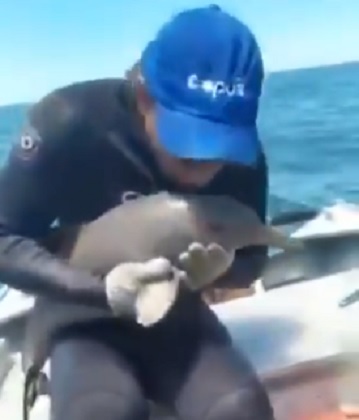 Man rescues dolphin