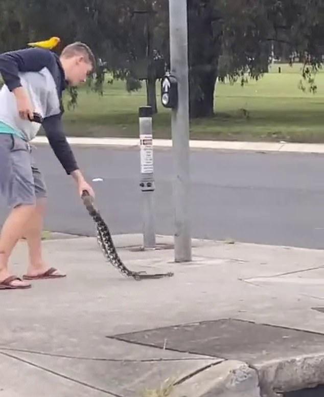 Australian Man Takes A Casual Walk With A Python In His Hand