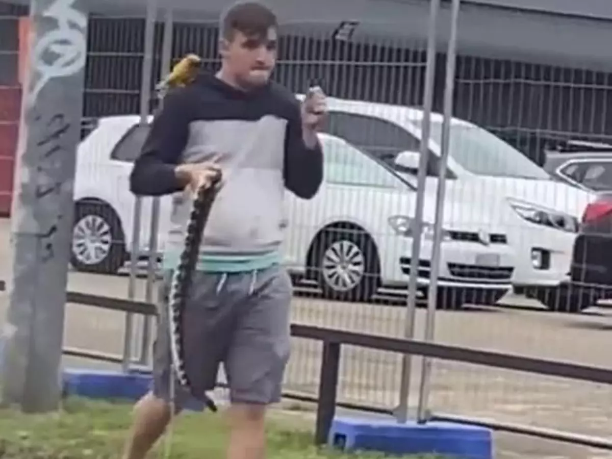Australian Man Takes A Casual Walk With A Python In His Hand