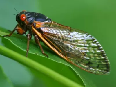 cicada us east coast