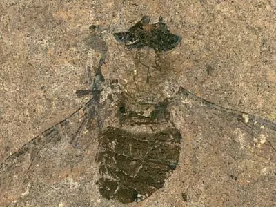 fossilized fly