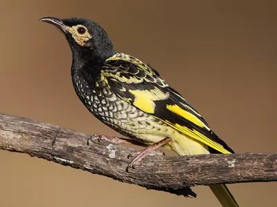 endangered birds song