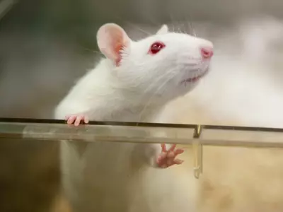 mice tumour robot