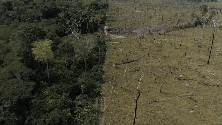 Amazon Forest Decline 