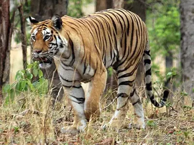 Kodagu Tiger Attack