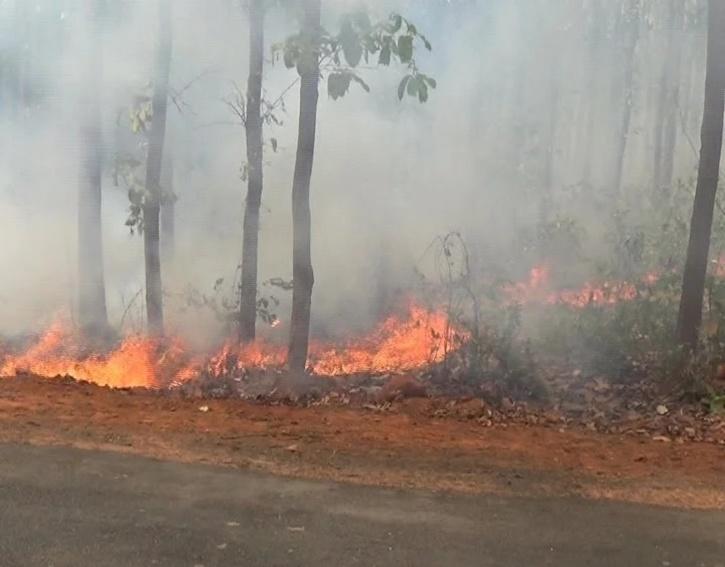 Similipal Tiger Reserve Wildfire