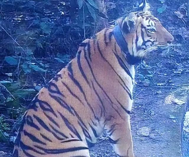 Rescued Cub Of Tigress Avni
