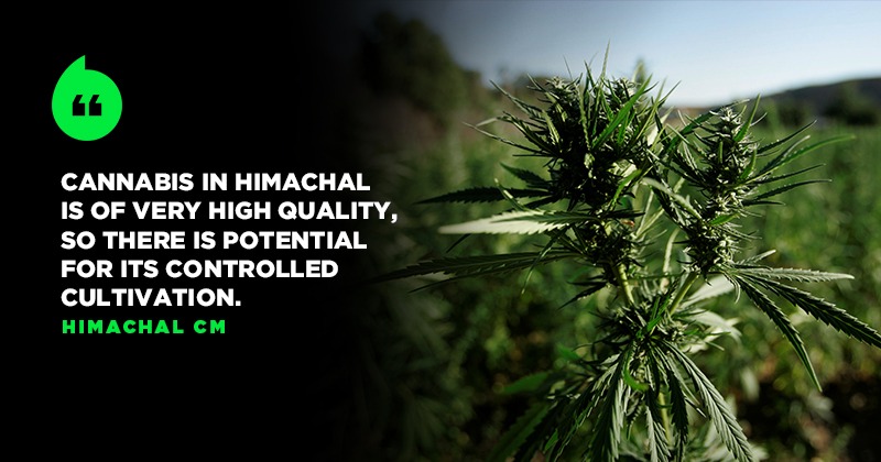 Here Is How Himachal Pradesh Plans To Make Cannabis Cultivation Legal ...