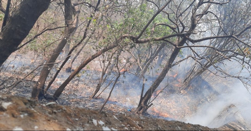 27 Forest Fires In Mumbai’s Aarey Colony Since January