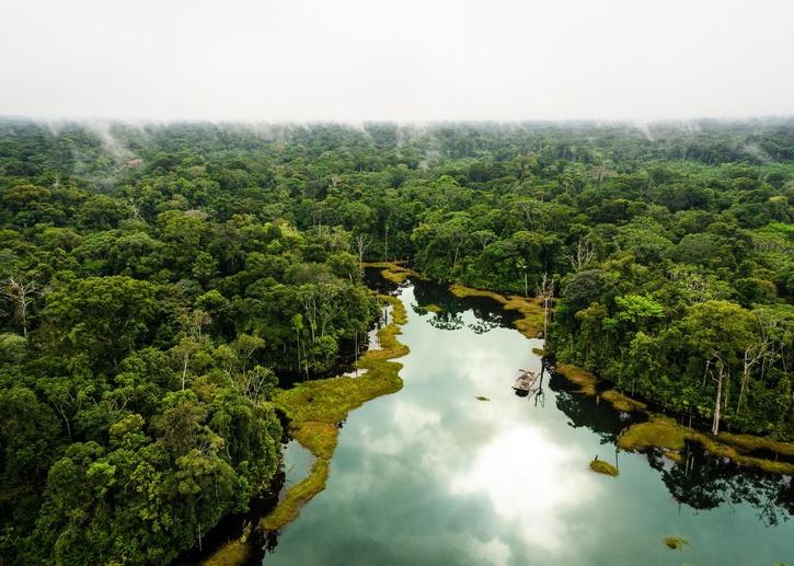 Amazon Rainforest Releasing More Greenhouse Gases Than It Absorbs