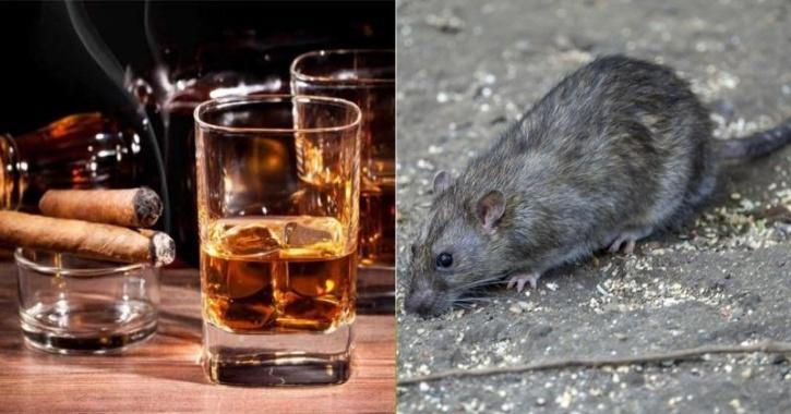 rats drunk alcohal
