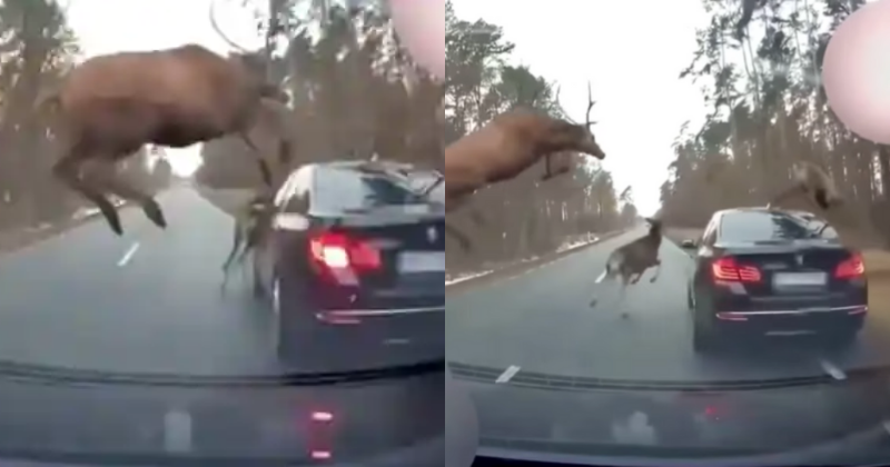 Car Caught In The Middle Of Deer Stampede