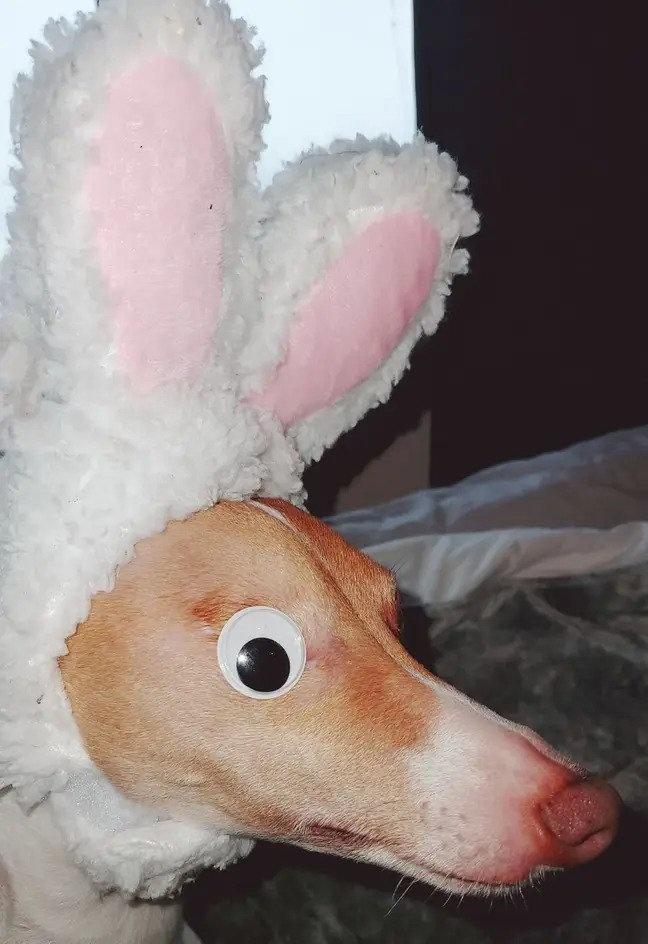 Woman Sticks Googly Eye On Dog's Missing Eyeball