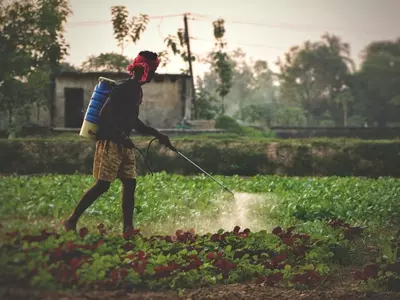 Farmer using pesticide in a remote village in Bihar
