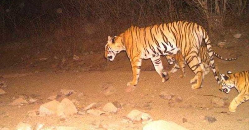 Two Years After Mother Was Shot Dead Rescued Cub Of Tigress Avni Released Back Into The Wild 