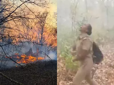forest-fire-rain