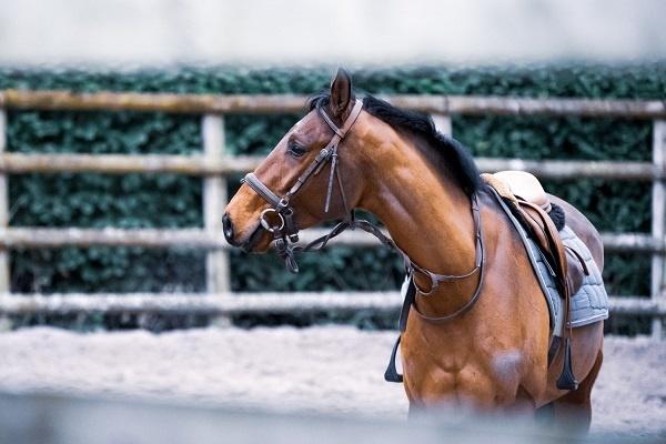 horse in shed