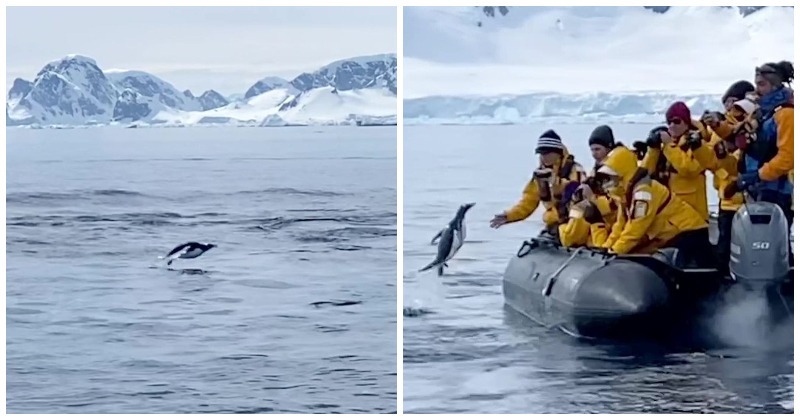 Penguin Escapes Group of Whales By Flinging Onto A Boat Full Of Tourists