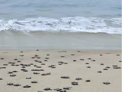 turtles-released