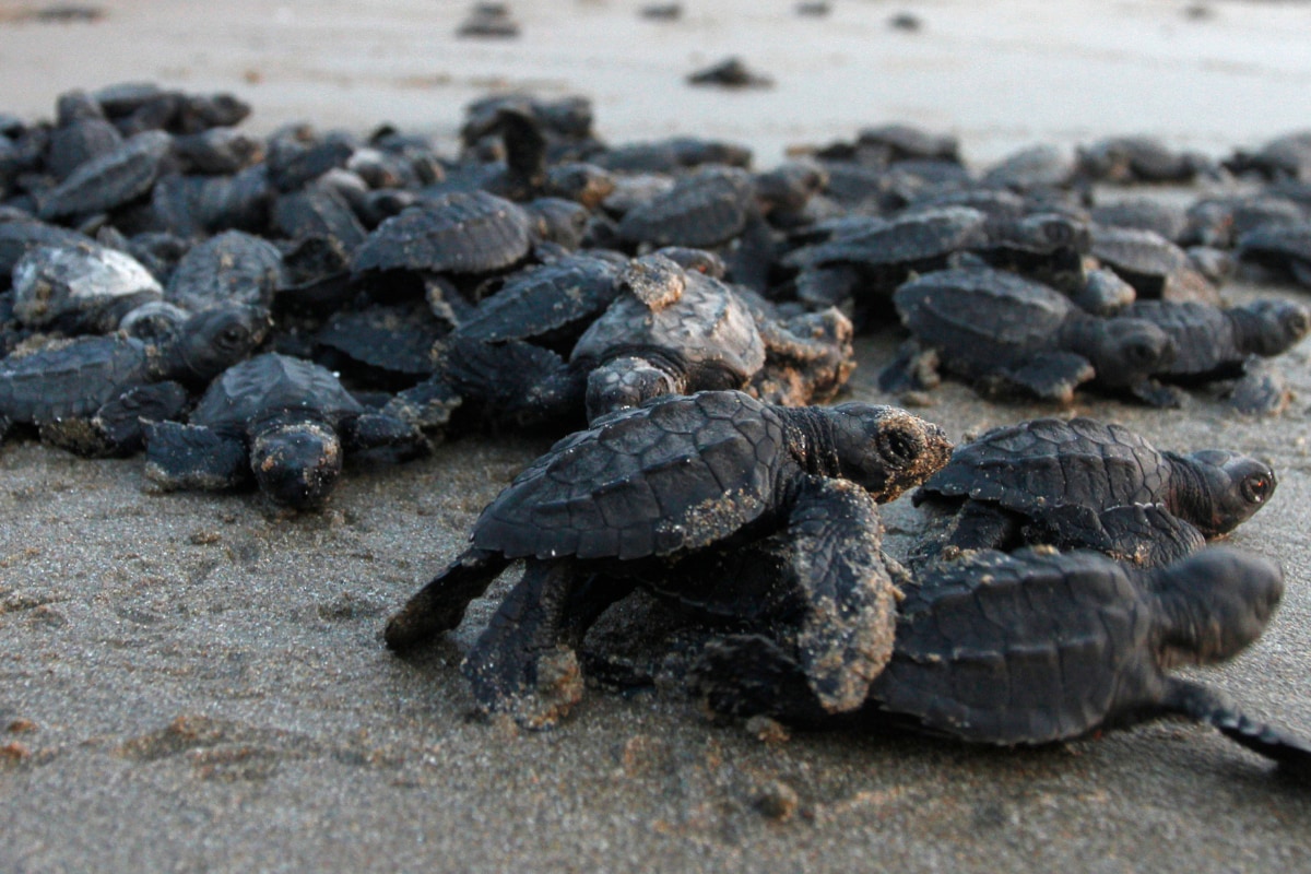 1.48 Crore Endangered Olive Ridley Turtles Born At Odisha's Gahirmatha ...