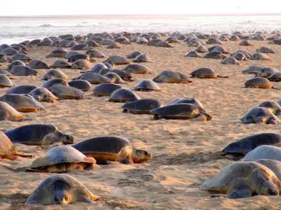 Millions Of Olive Ridley Turtles Begin Their Journey