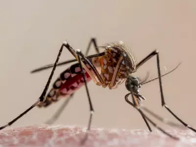 oxitech mosquito population