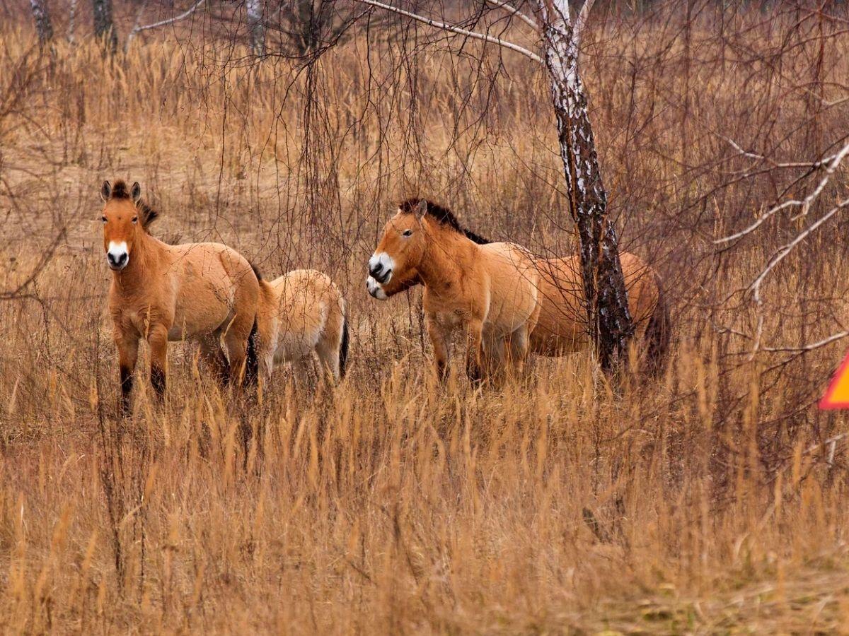 Wildlife Thriving In Chernobyl: Rare Species Of Animals Reclaim Nuclear  Wasteland
