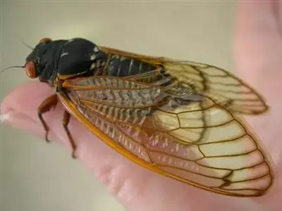 broodx cicada us
