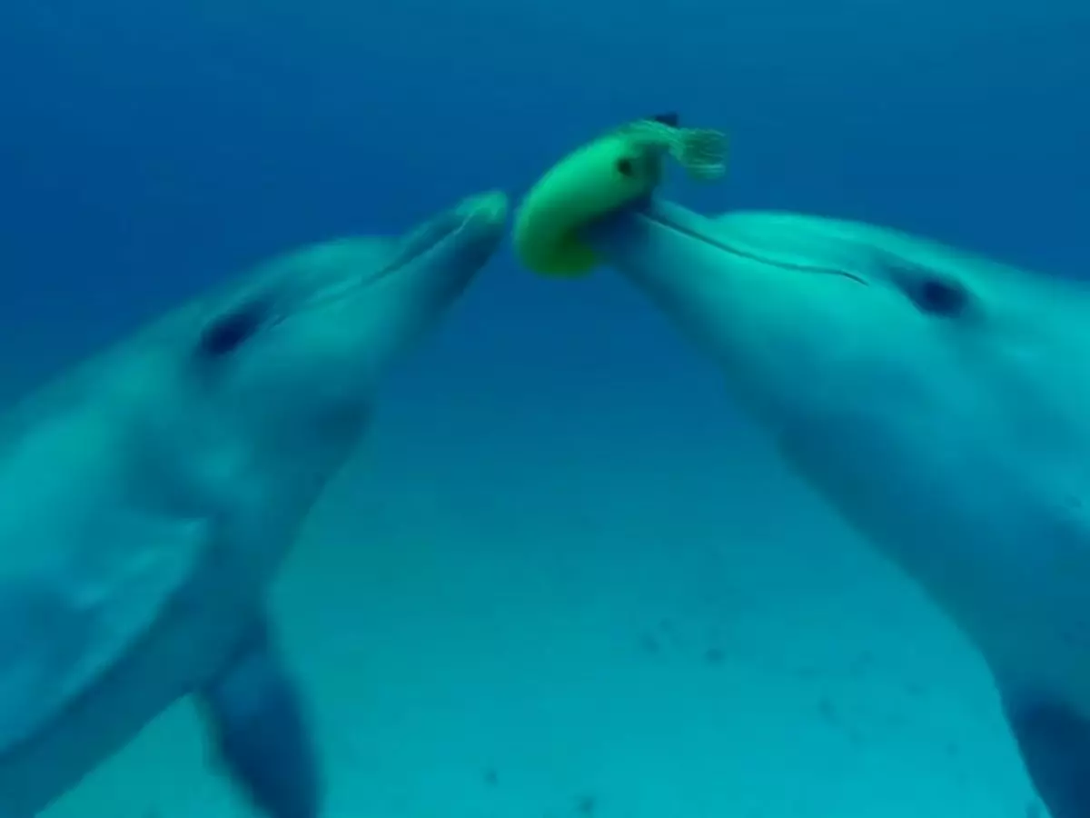 Dolphins Bite On Puffer Fish To Get 'High', And Pass It Among Each Other