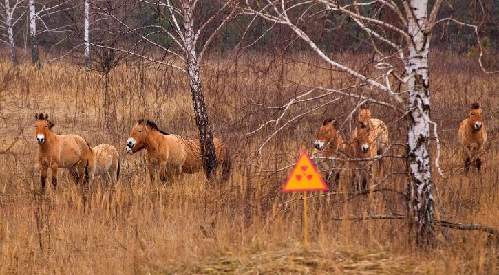 Wildlife Thriving In Chernobyl: Rare Species Of Animals Reclaim Nuclear 