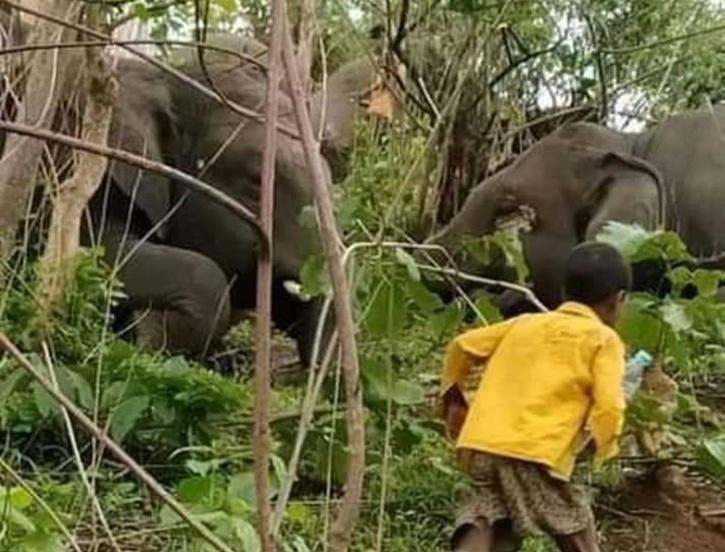 Wild Elephant Killed By Poachers Trap In Odisha, Days After Two Jumbos Died Of Electrocution