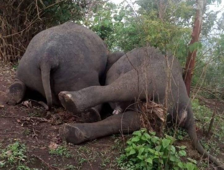 Kematian Gajah Assam