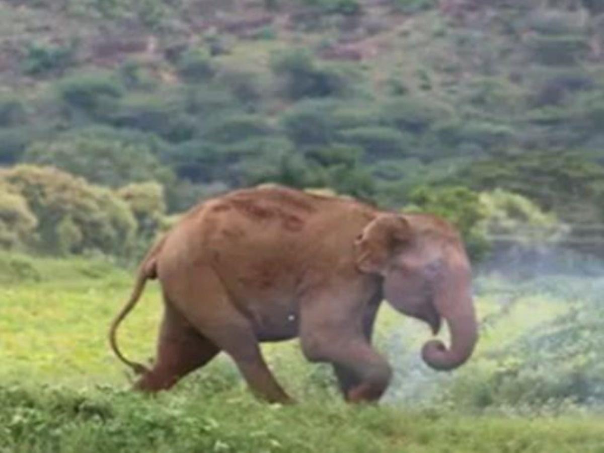 Watch: Elephants Destroy All Banana Trees Except The One With Bird's Nest