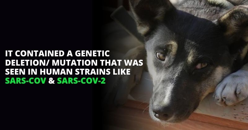 Researchers Find New Coronavirus That Comes From Dogs: What Do We Know ...