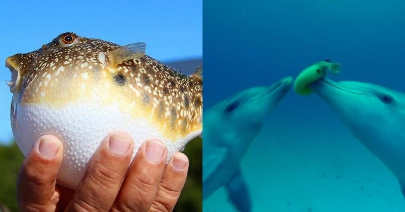 Dolphins get high by chewing on pufferfish. The pufferfish secretes a  neurotoxin called tetrodotoxin that could kill a human. But by sucking on  them, dolphins deliberately get high, observe their own reflection