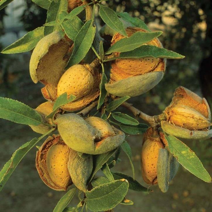  threat facing Kashmir Dry Fruits