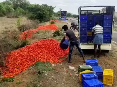  Karnataka Farmers Dump Tomatoes