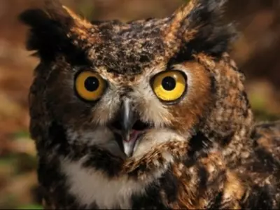 yellow-eye-owl