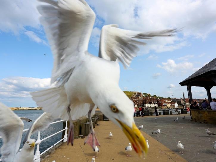 Man Punches Seagull When It Tries To Grab His Food