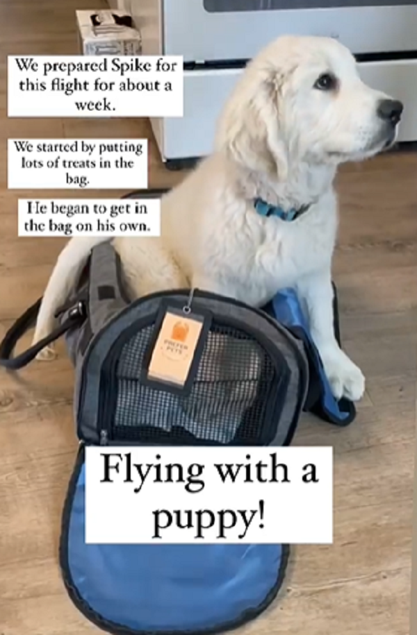 Puppy Takes A Flight For The First Time