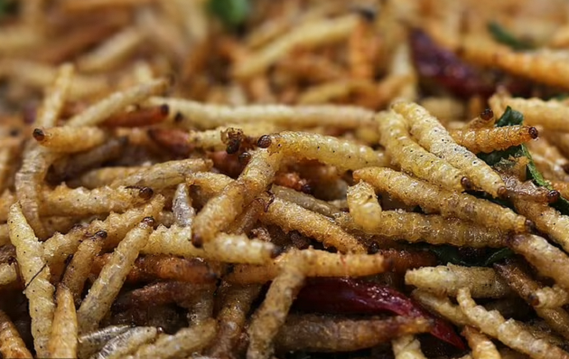 study-humans-may-have-to-eat-maggots-insects-in-the-future-to-fight