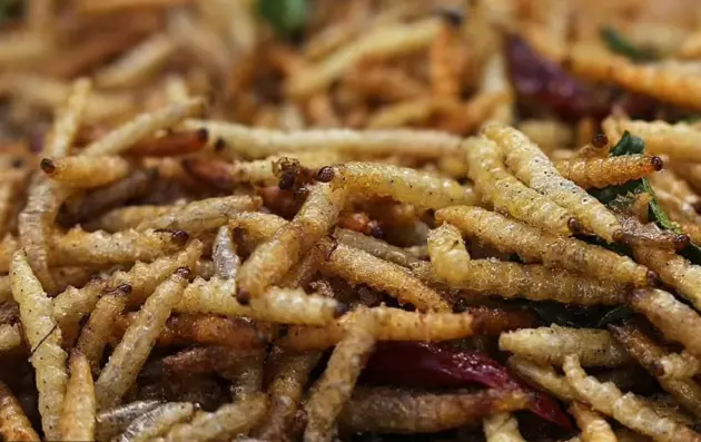 Study: Humans May Have To Eat Maggots & Insects In The Future To Fight Off  Malnutrition