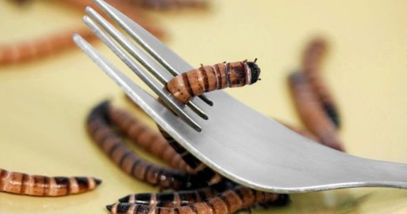 Study Humans May Have To Eat Maggots Insects In The Future To Fight   Maggots 60a0b5528ce03 