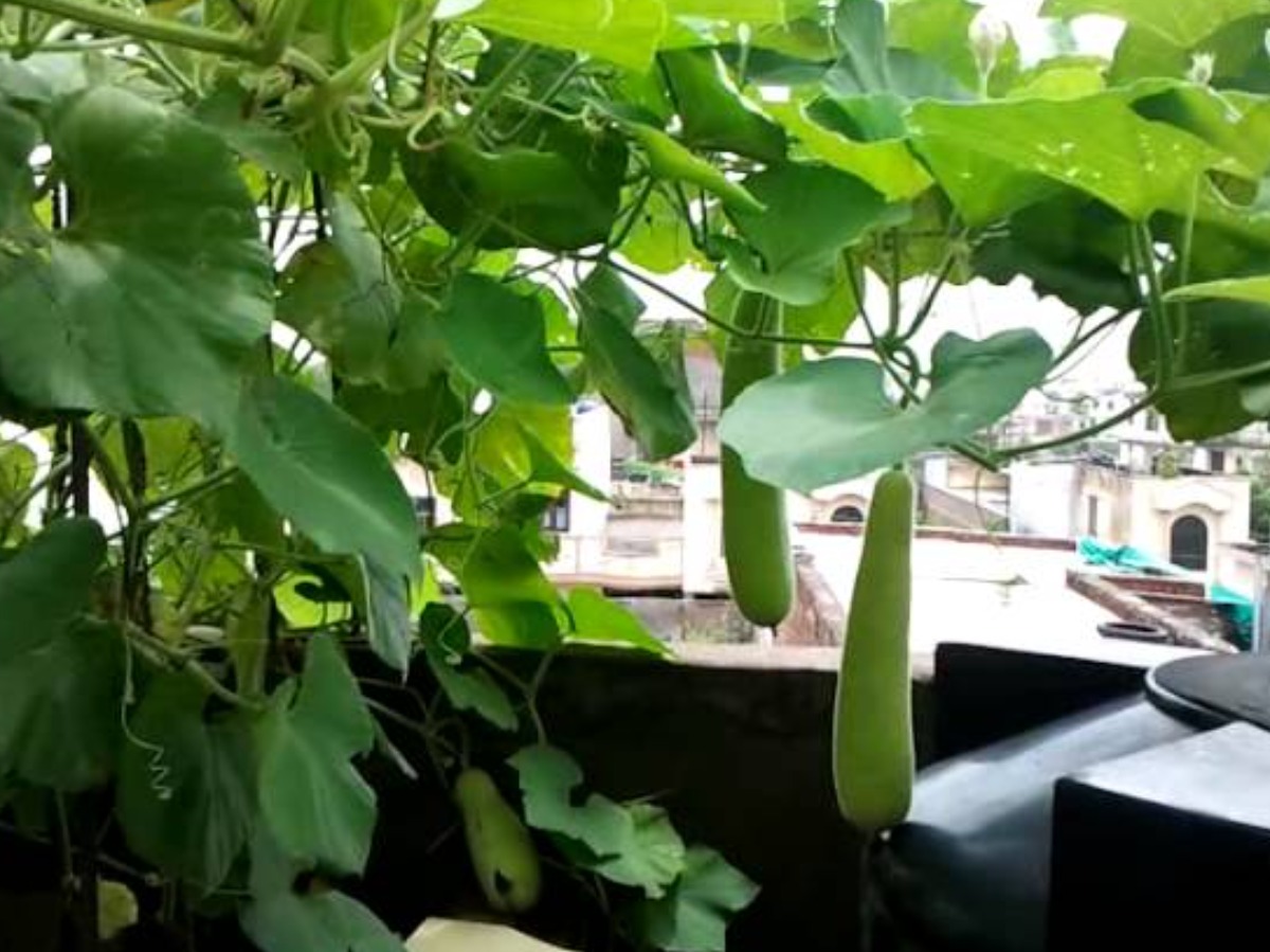 organic-farming-on-roof-