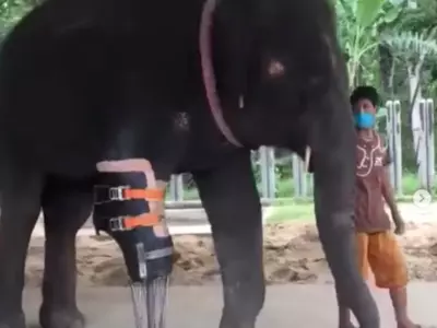 pros elephant