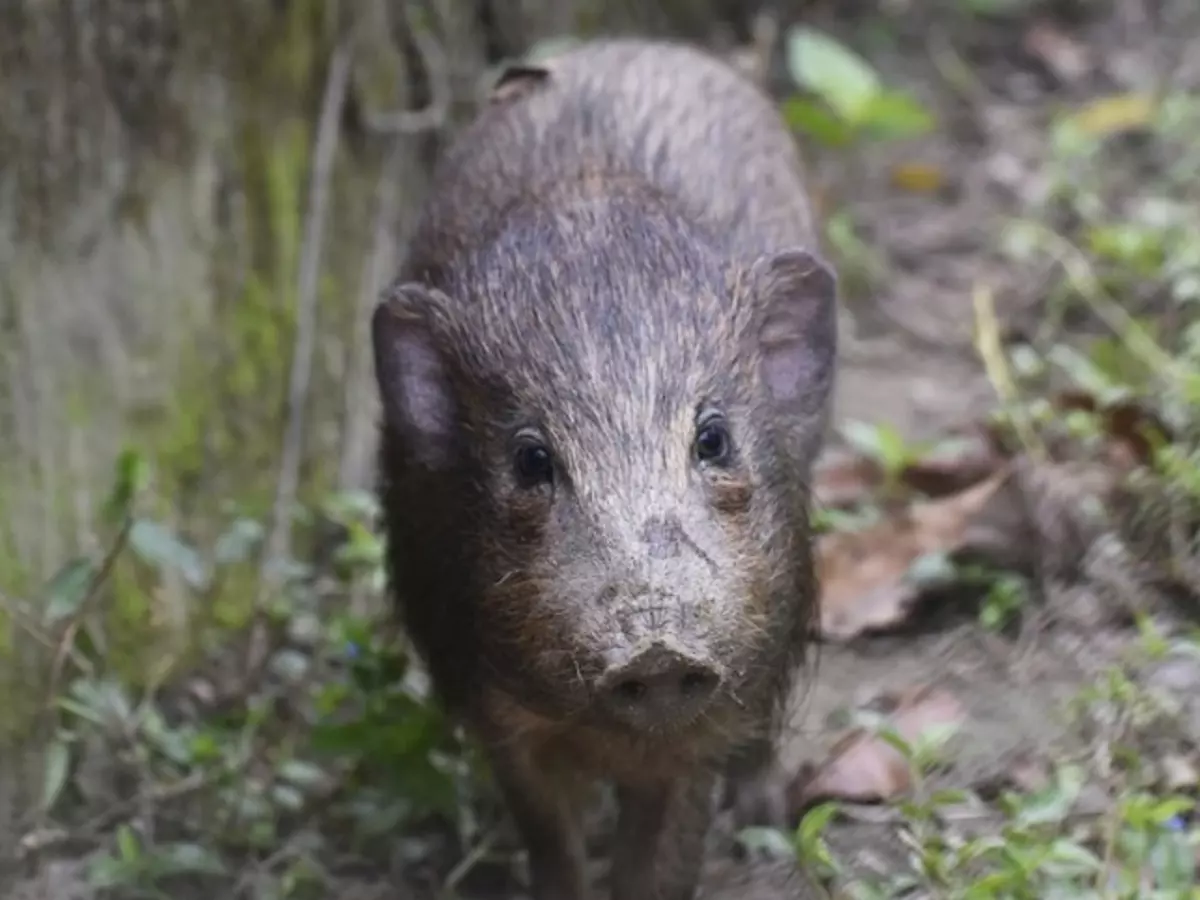 Xonanda Natali yalangoch VKontakte-dagi eng erotik fotosuratlar