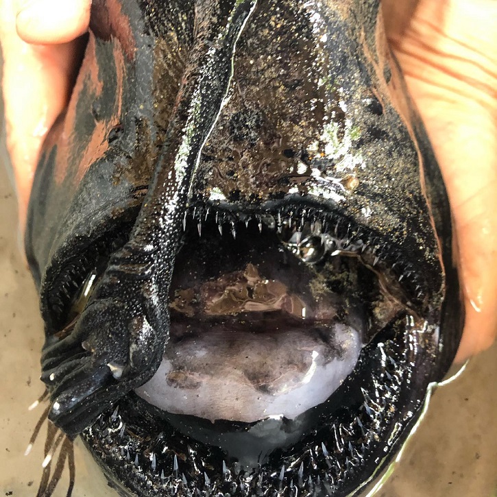 Rare Deep Sea Fish With Glass-Like Teeth Washes Up On California Beach